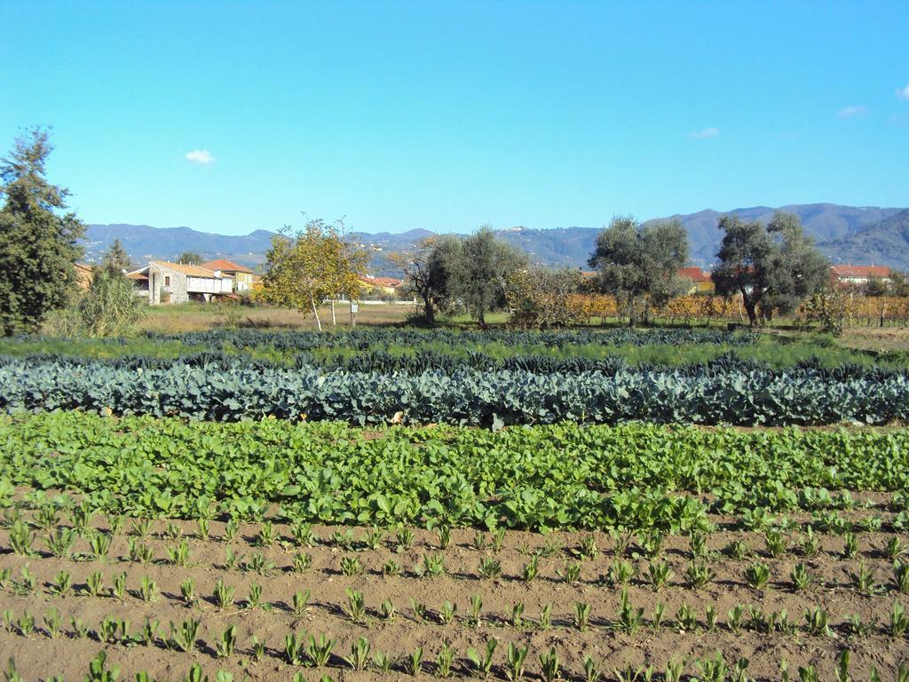 Iacovino Country House Sarzana Kültér fotó